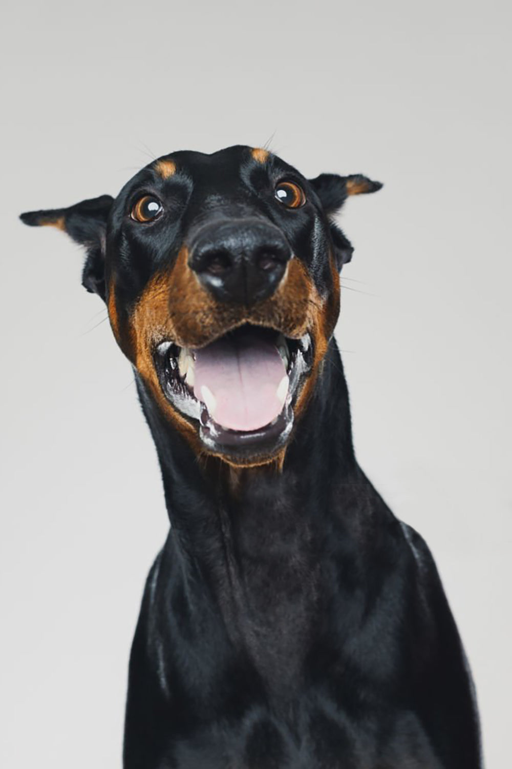 BARKONIC